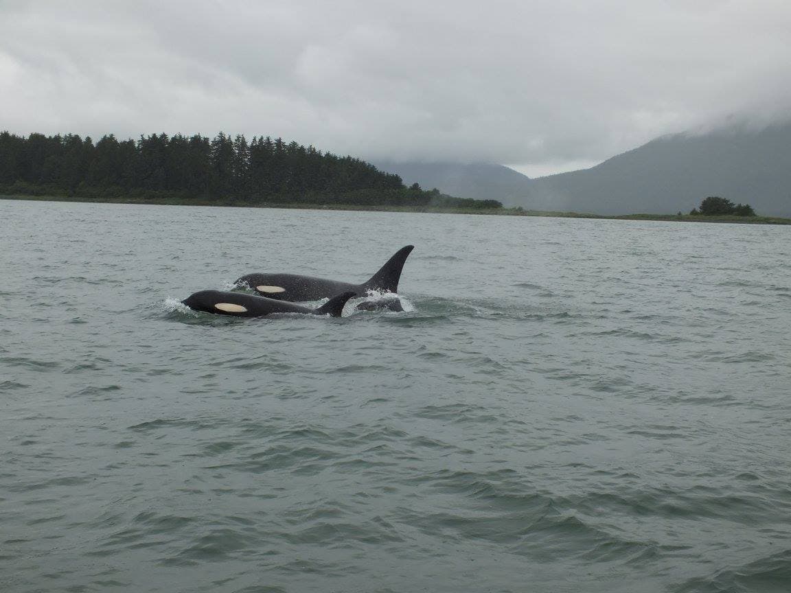 Orca whale surfacing in the waters of the Alaska Inside Passage